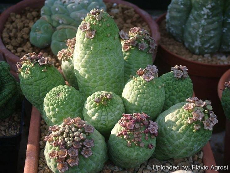 larryleachia - Larryleachia_cactiformis_22551_l.jpg