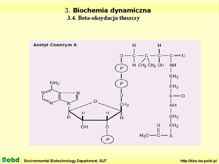 BIOCHEMIA 4- metabolizm tł, cukr, amino, Krebs - Slajd05.TIF