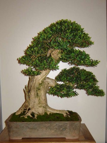 BONSAI DRZEWKA - Drzewko bonsai.jpg